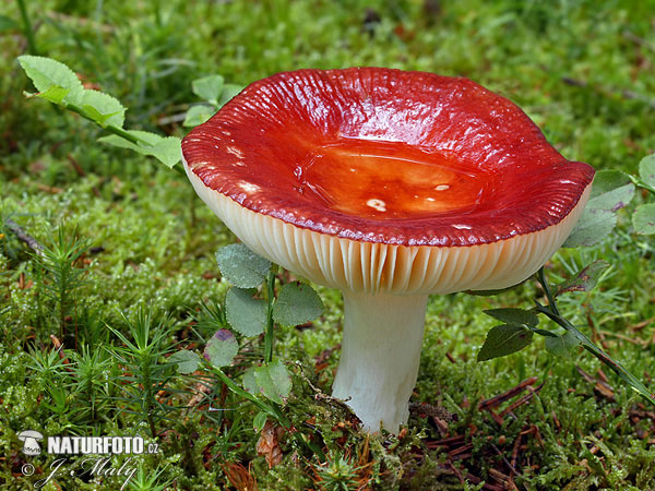 Russula paludosa