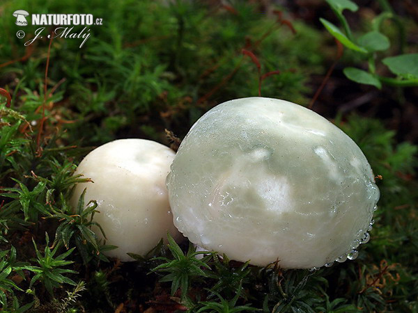 Russula virescens