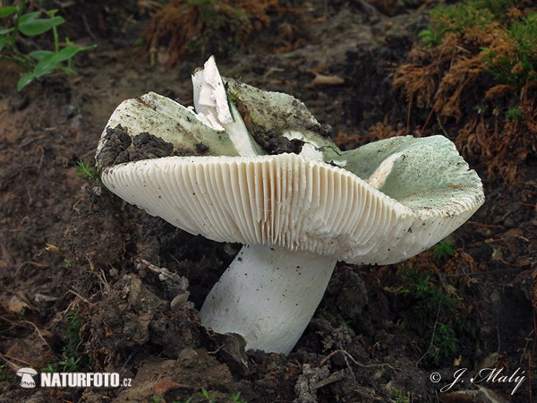 Russula virescens