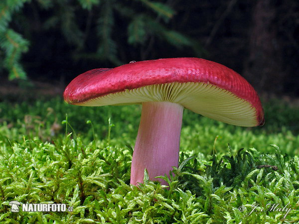 Russula xerampelina