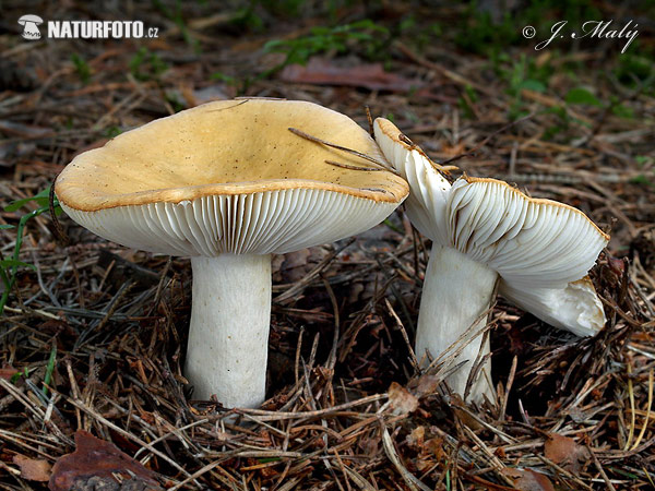 russule ocre et blanche