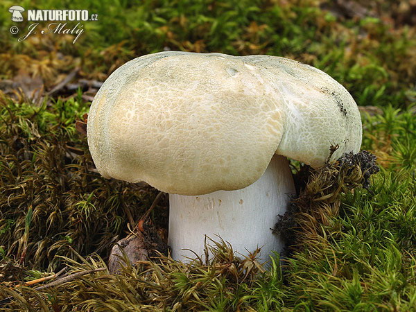 ruwe russula