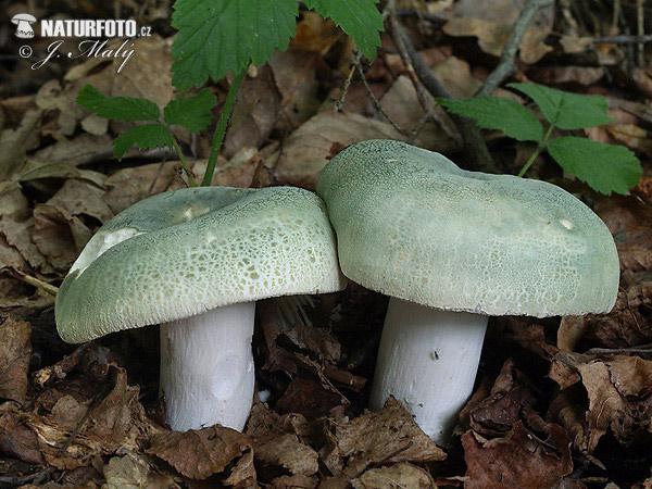 ruwe russula