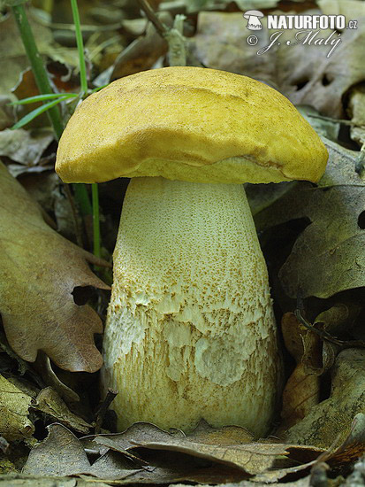 Saffron Bolete Mushroom (Leccinum crocipodium)