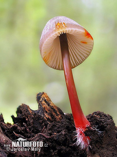 Saffrondrop Bonnet Mushroom (Mycena crocata)