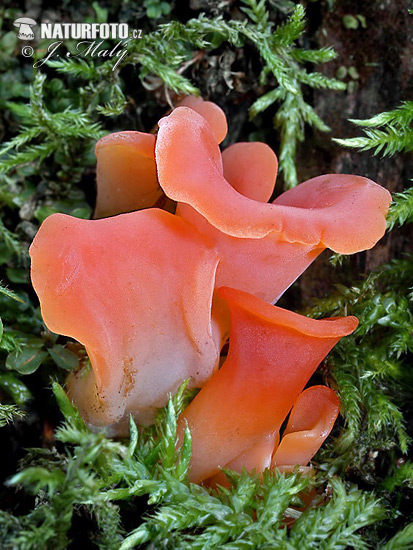 Salmon Salad Mushroom (Guepinia helvelloides)
