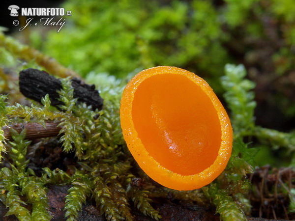 Sarcoscypha coccinea var. aurantiaca