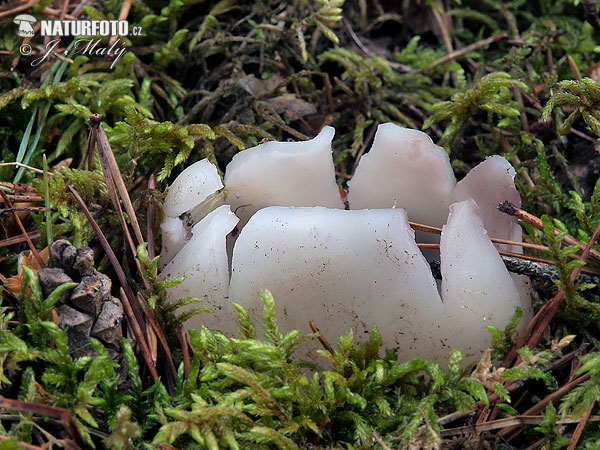 Sarcosphaera coronaria