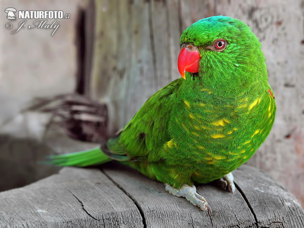 Scaly Breasted Lorikeet (Trichoglossus chlorolepidotus)