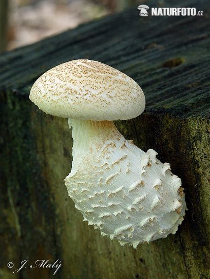 Scaly Sawgill Mushroom (Neolentinus lepideus)