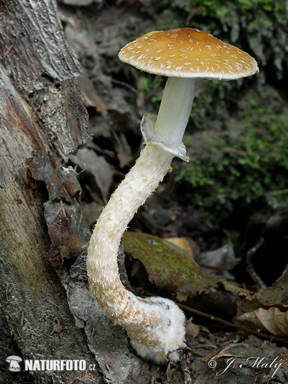 Scaly Stropharia Mushroom (Leratiomyces squamosus var. squamosus)