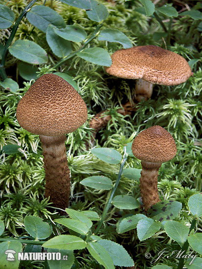 Scaly Webcap Mushroom (Cortinarius pholideus)
