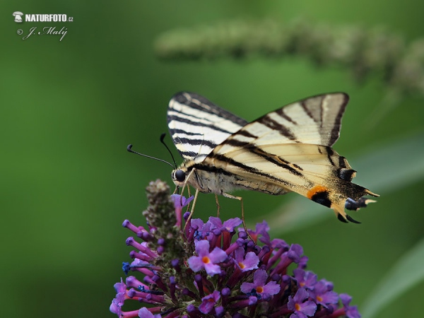 Scarce Swallowtail (Iphiclides podalirius)