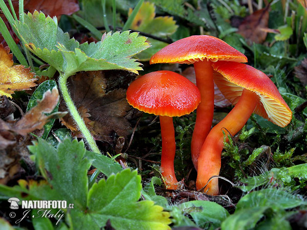 Scarlet Waxcap Mushroom (Hygrocybe coccinea)