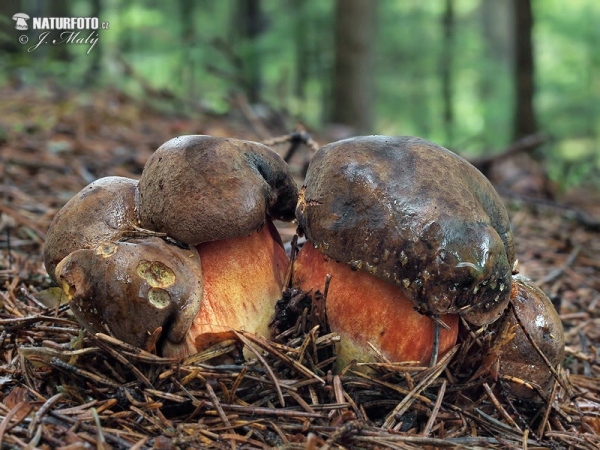 Scarletina Bolete Mushroom (Neoboletus erythropus)