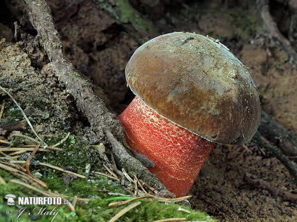Scarletina Bolete Mushroom (Neoboletus erythropus)