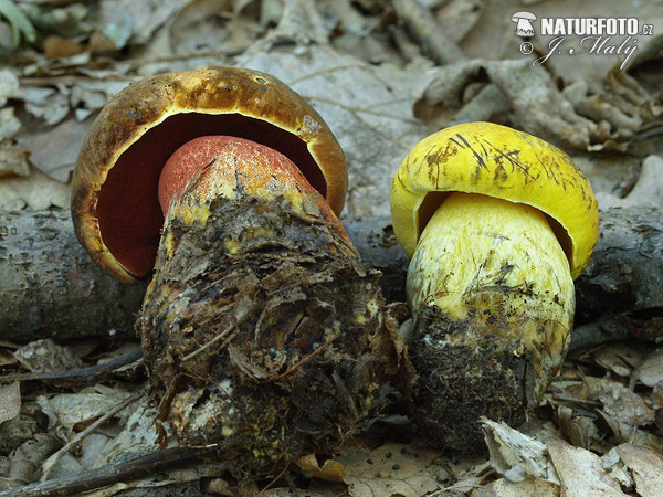 Scarletina Bolete + Yellow Bolete Mushroom (Boletus luridiformis + Boletus junquilleus)