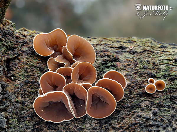 Schizophyllum amplum