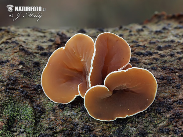 Schizophyllum amplum