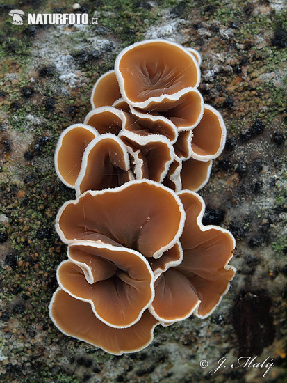 Schizophyllum amplum