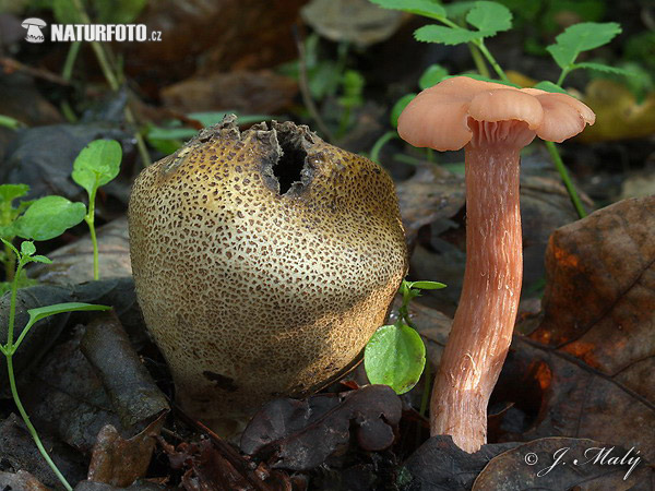 Scurfy Deceiver Mushroom (Laccaria proxima)