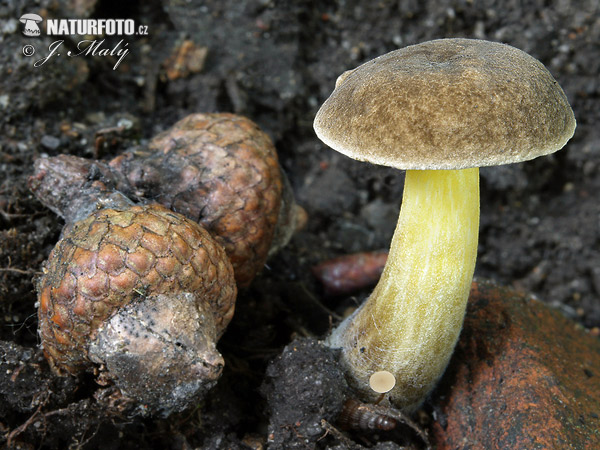 Sepia Bolete Mushroom (Xerocomellus porosporus)