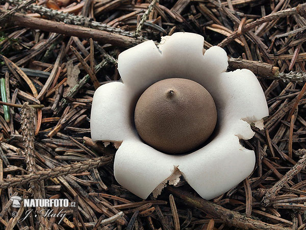 Sessile Earthstar Mushroom (Geastrum fimbriatum)
