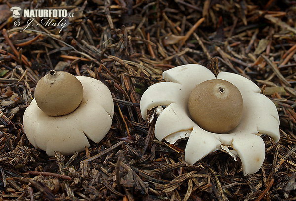 Sessile Earthstar Mushroom (Geastrum fimbriatum)