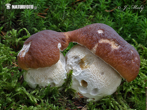 seta de calabaza