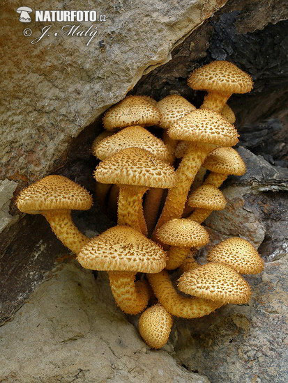 Shaggy Scalycap Mushroom (Pholiota squarrosa)