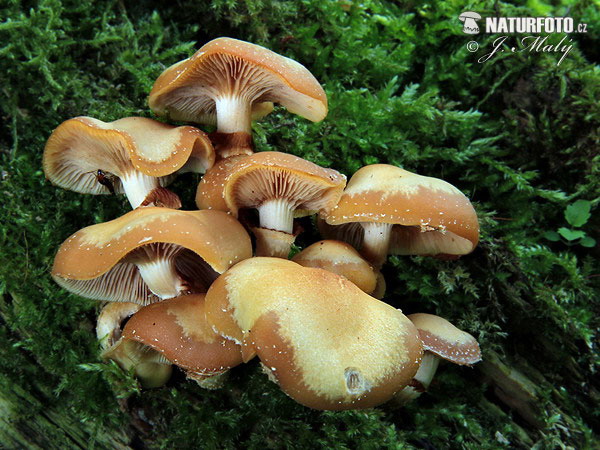 Sheathed Woodtuft Mushroom (Kuehneromyces mutabilis)