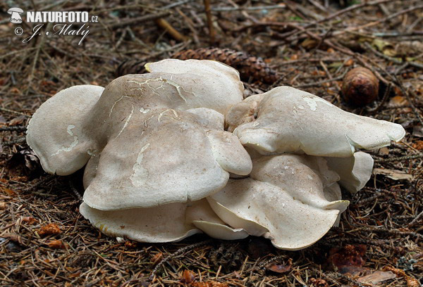 Sheep Polypore Mushroom (Albatrellus ovinus)