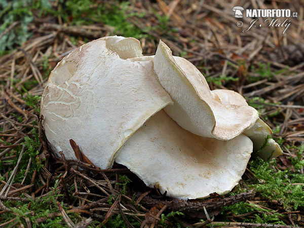 Sheep Polypore Mushroom (Albatrellus ovinus)