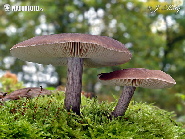 Shield - Pluteus pouzarianus Mushroom (Pluteus pouzarianus)