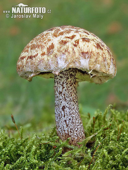 Siberian Slippery Jack Mushroom (Suillus sibiricus)