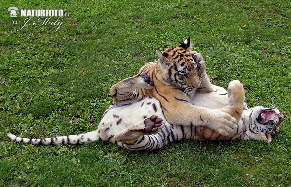 Siberian Tiger (Hybrid) (Panthera tigris altaica)