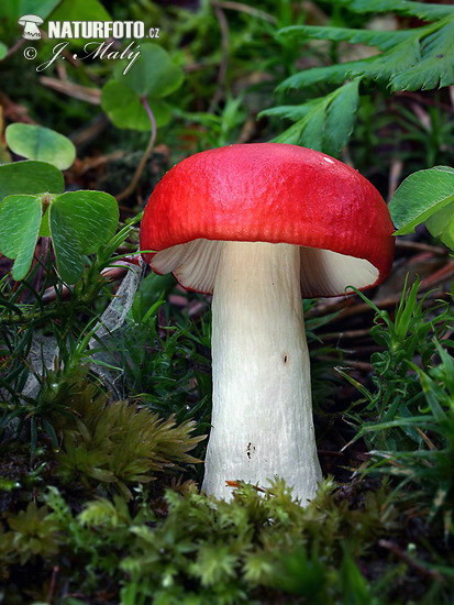 Sickener Mushroom (Russula emetica)