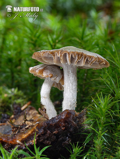 Silky Piggyback Mushroom (Asterophora parasitica)