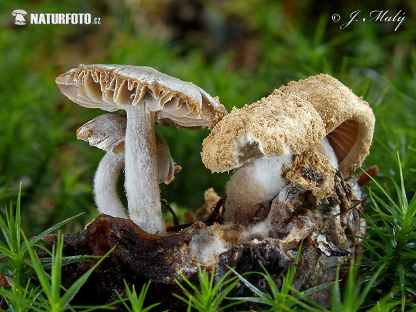 Silky Piggyback + Powdery Piggyback Mushroom (Asterophora parasitica + Asterophora lycoperdoides)