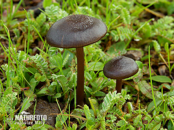 Silky Pinkgill Mushroom (Entoloma sericeum)