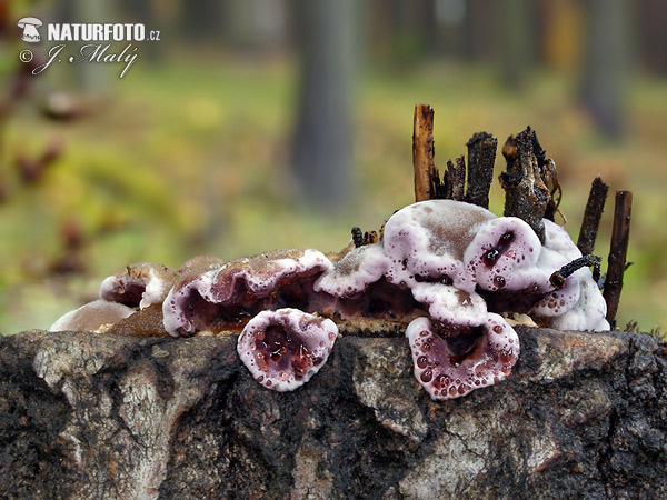 Silverleaf Fungus Mushroom (Chondrostereum purpureum)