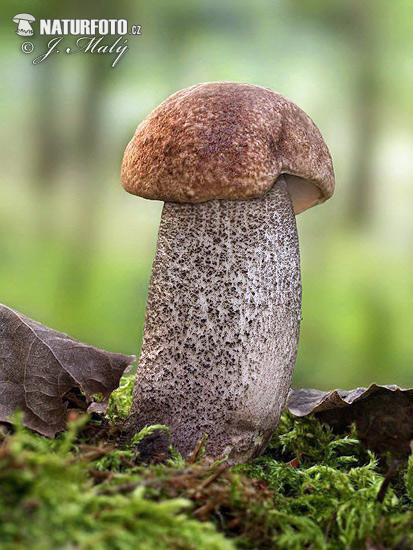 Slate Bolete Mushroom (Leccinum duriusculum)