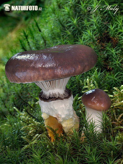 Slimy Spike Cap Mushroom (Gomphidius glutinosus)