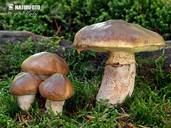 Slippery Jack Mushroom (Suillus luteus)