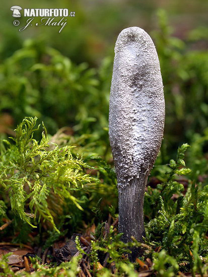 Snaketongue Truffleclub Mushroom (Elaphocordyceps ophioglossoides)