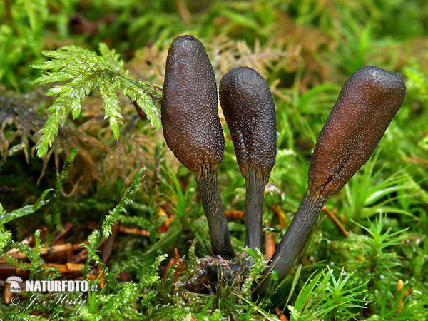 Snaketongue Truffleclub Mushroom (Elaphocordyceps ophioglossoides)