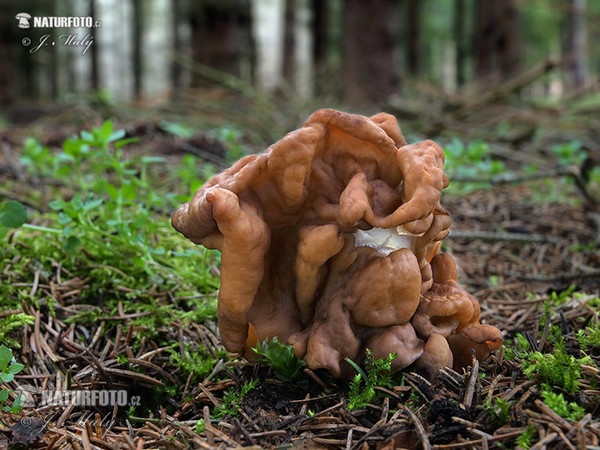 Snowbank False Morel Mushroom (Gyromitra gigas)