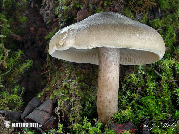 Soapy Knight Mushroom (Tricholoma saponaceum)