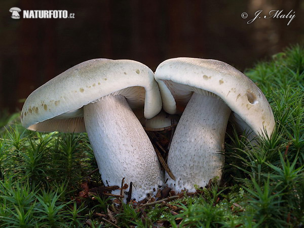 Soapy Knight Mushroom (Tricholoma saponaceum)