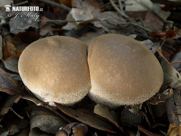Soft Puffball Mushroom (Lycoperdon molle)